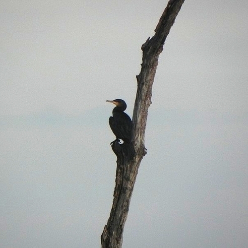 Neotropic Cormorant