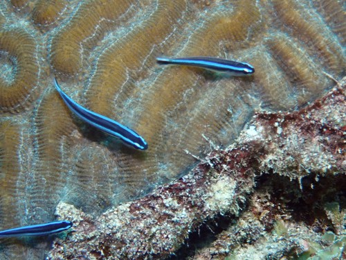 Neon Goby