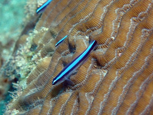 Neon Goby