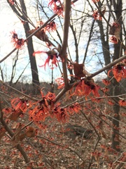 Hamamelis × intermedia