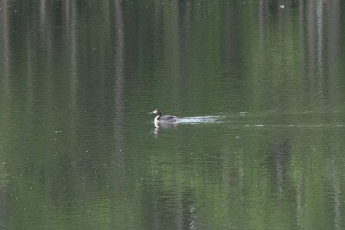 iNaturalist: (c) Ethan Beaver, some rights reserved (CC BY-NC), uploaded by Ethan Beaver iNaturalist image