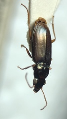 Pogonus gilvipes