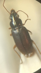 Pogonus gilvipes