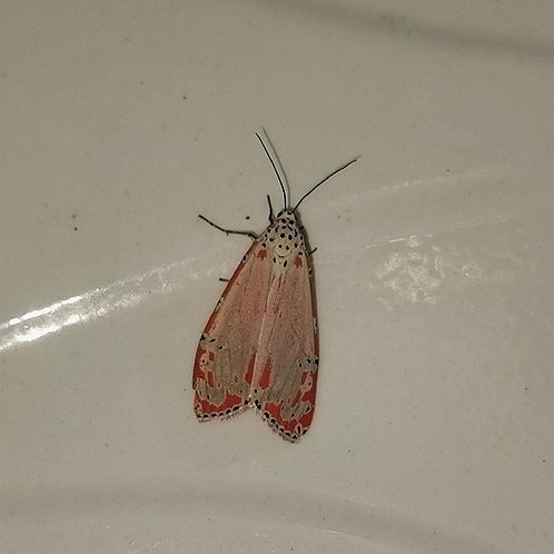 Ornate Bella Moth