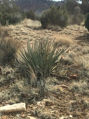 Yucca baccata baccata