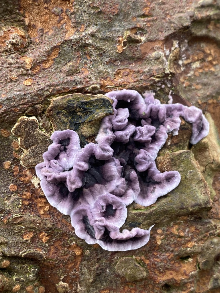 Chondrostereum purpureum · January 2026 · photo: © katharinegk (iNaturalist, cc-by)