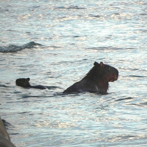 Capybara