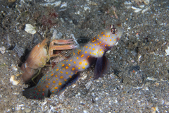 Amblyeleotris guttata