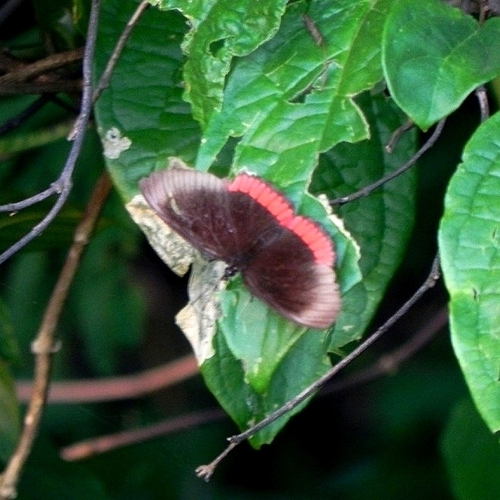 Southern Red Rim