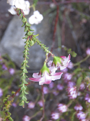 Adenandra brachyphylla