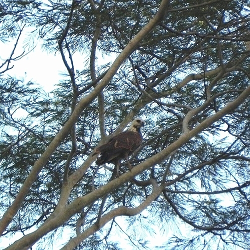 Black-collared Hawk