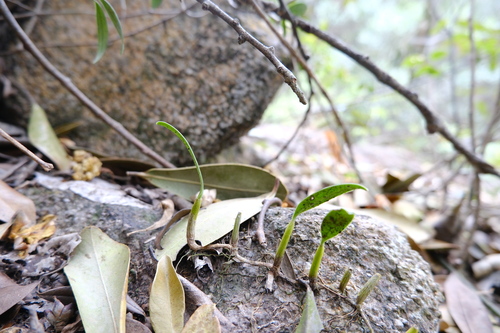 Bulbophyllum ambrosia, photograph 3