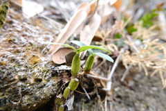 Coelogyne fimbriata, photograph (c) 王天明, some rights reserved (CC BY)