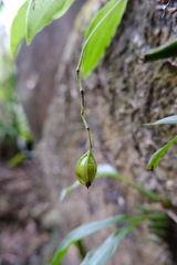 Coelogyne chinensis, photograph 王天明, CC BY, iNaturalist via GBIF