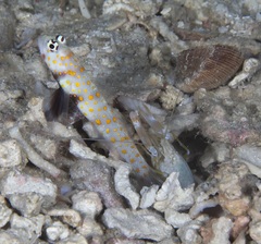 Amblyeleotris guttata