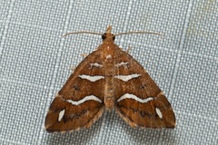 Chaetolopha niphosticha