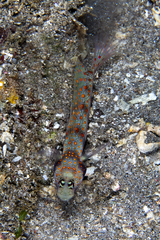 Amblyeleotris guttata