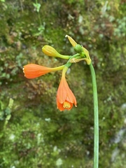 Stenomesson aurantiacum