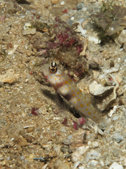 Amblyeleotris guttata