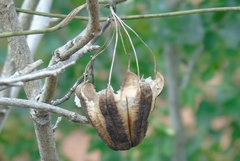Aristolochia taliscana