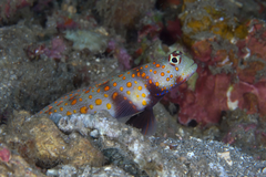 Amblyeleotris guttata