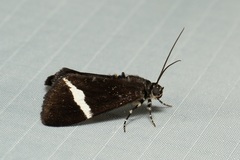 Coenotoca subaspersa