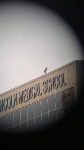 iNaturalist: (c) Leo Eldridge, some rights reserved (CC BY-NC), uploaded by Leo Eldridge iNaturalist image