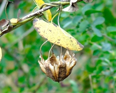 Aristolochia taliscana