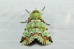 Pansemna beryllodes