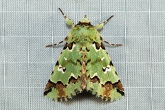 Pansemna beryllodes