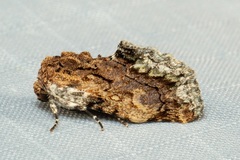 Parerastria castaneata