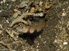 Amblyeleotris guttata