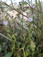 Pholistoma auritum arizonicum