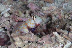 Amblyeleotris guttata