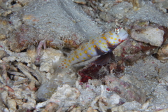 Amblyeleotris guttata