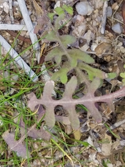 Pholistoma auritum arizonicum