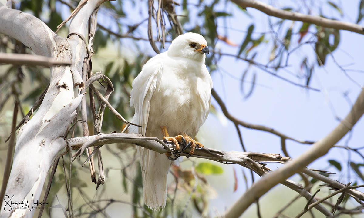 Grey Goshawk illustration