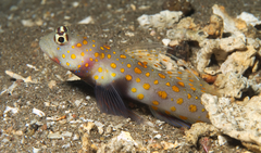 Amblyeleotris guttata