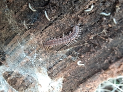 Pseudopolydesmus pinetorum