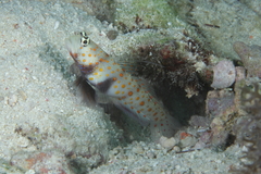 Amblyeleotris guttata