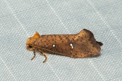 Azaleodes micronipha