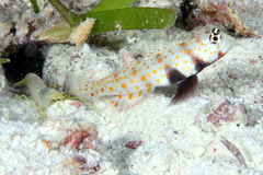 Amblyeleotris guttata