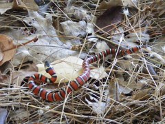Lampropeltis zonata