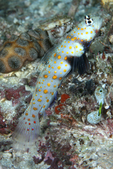 Amblyeleotris guttata