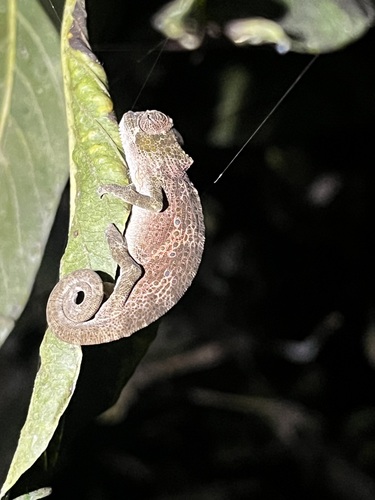 Bioko Montane Chameleon