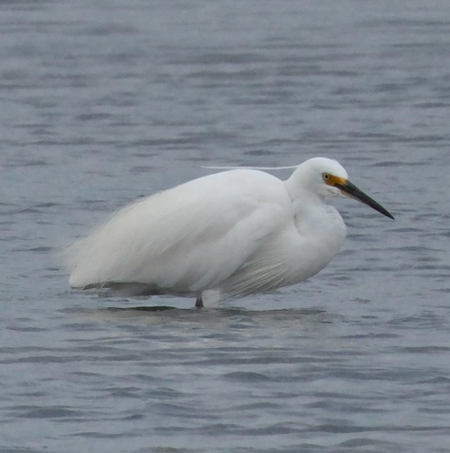 iNaturalist: (c) noahfrog, some rights reserved (CC BY-NC) iNaturalist image