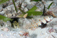 Amblyeleotris guttata