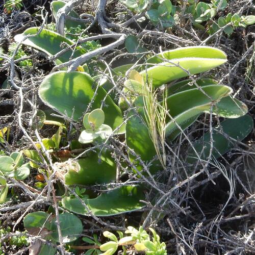 Haemanthus albiflos (Haemanthus albiflos)