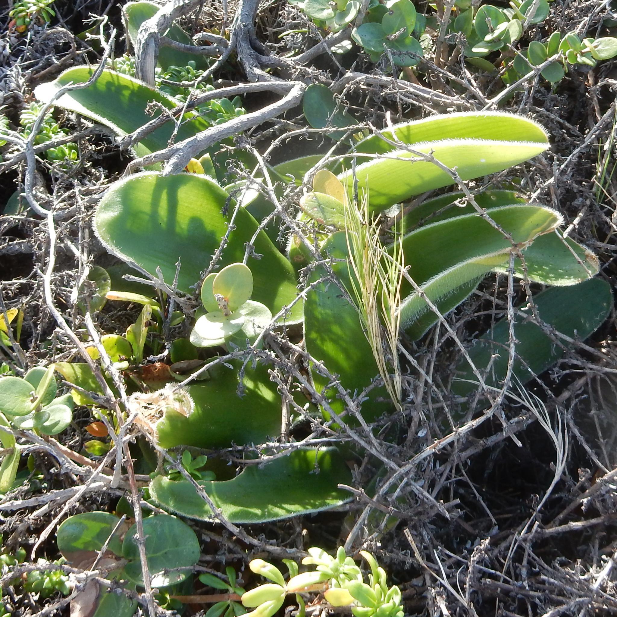 Haemanthus Albiflos (Haemanthus albiflos)