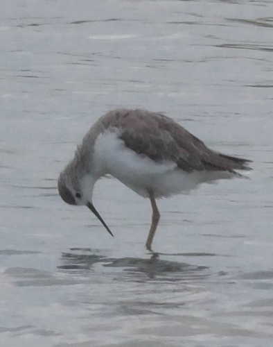 iNaturalist: (c) noahfrog, some rights reserved (CC BY-NC) iNaturalist image